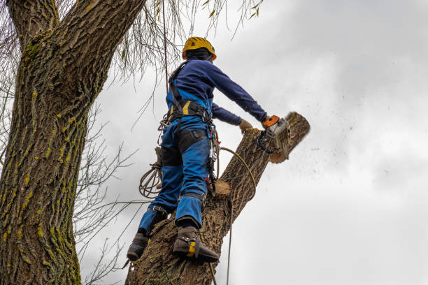 Best Commercial Tree Removal  in USA