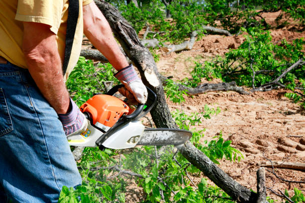 Best Tree Fertilization Services  in USA